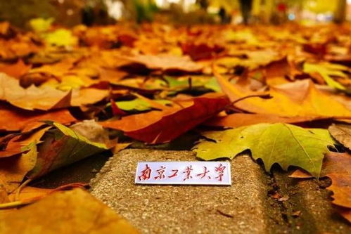 南京工業(yè)大學(xué) 百廿育才，鑄就科技與產(chǎn)業(yè)輝煌——慶祝建校119周年